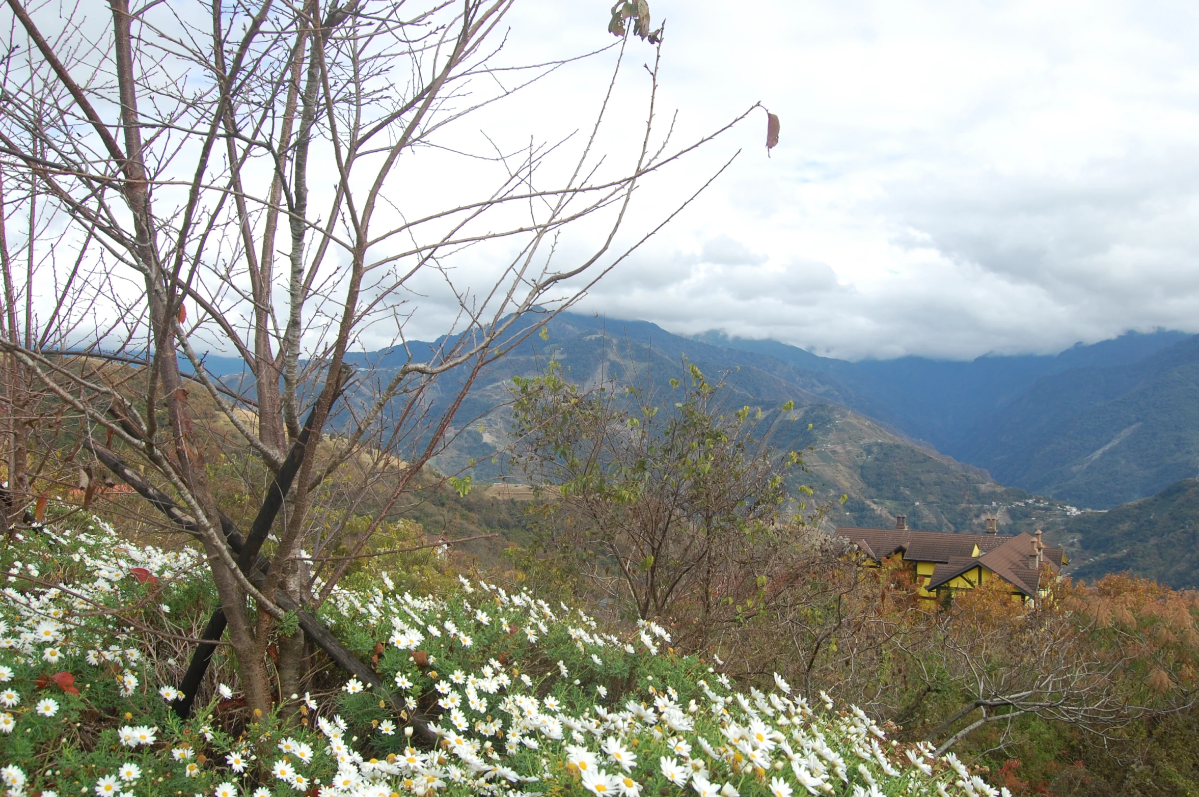 a landscape view of mountains, and houses, with the woods in the foreground