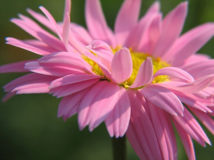 a close - up view of the center of a flower