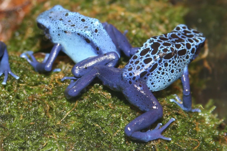 a pair of blue and black frog frogs on a mossy surface