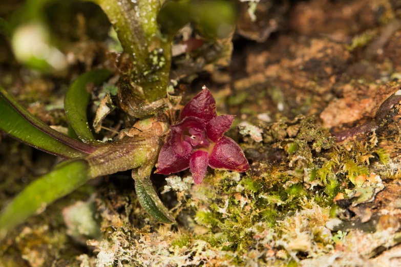 the small red flower has an orange stem