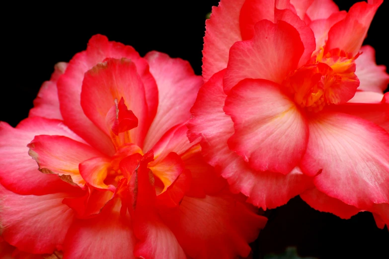 two pink flowers are pographed together with black background