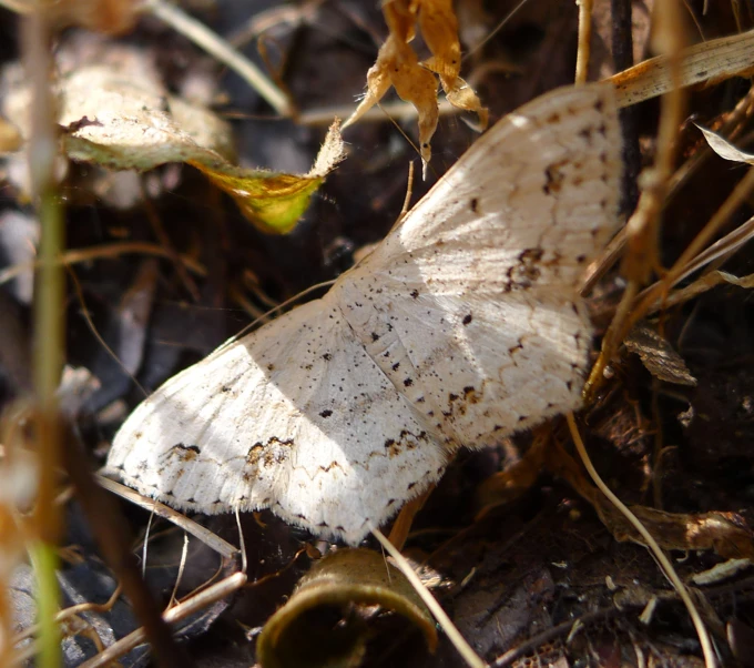 a small brown and white moth in grass