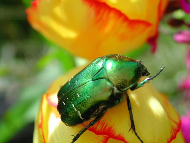 a very pretty green bug sitting on top of some yellow flowers