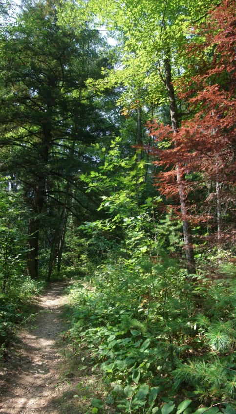 a path through the woods with some bright foliage