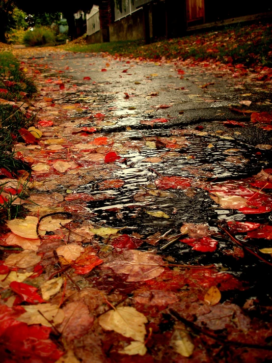 a leaf covered road that is surrounded by a building