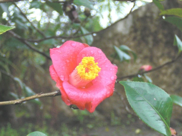 a rose on a tree in the rain