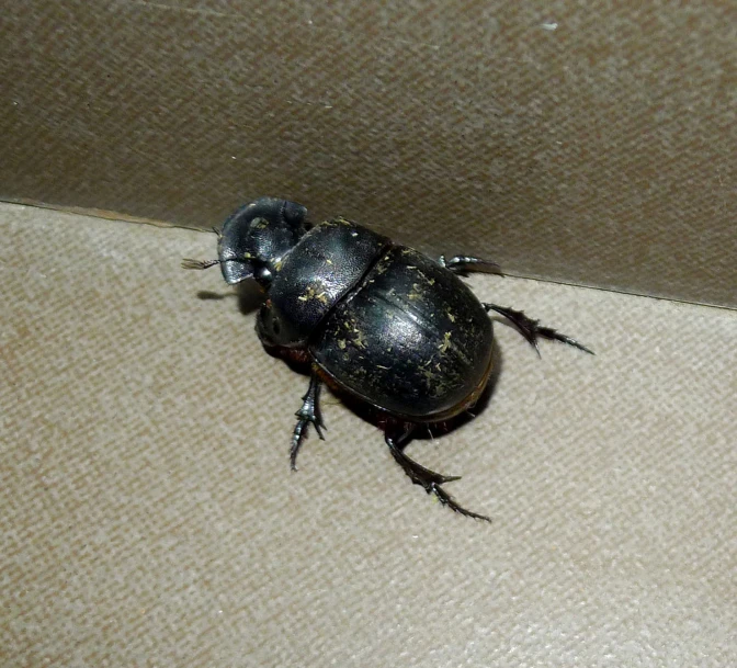 small beetle sitting on the ground in an enclosure