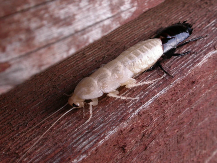 a white insect on a wooden floor with one black one
