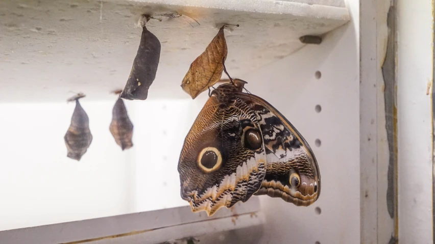 a moth hanging upside down on a window sill