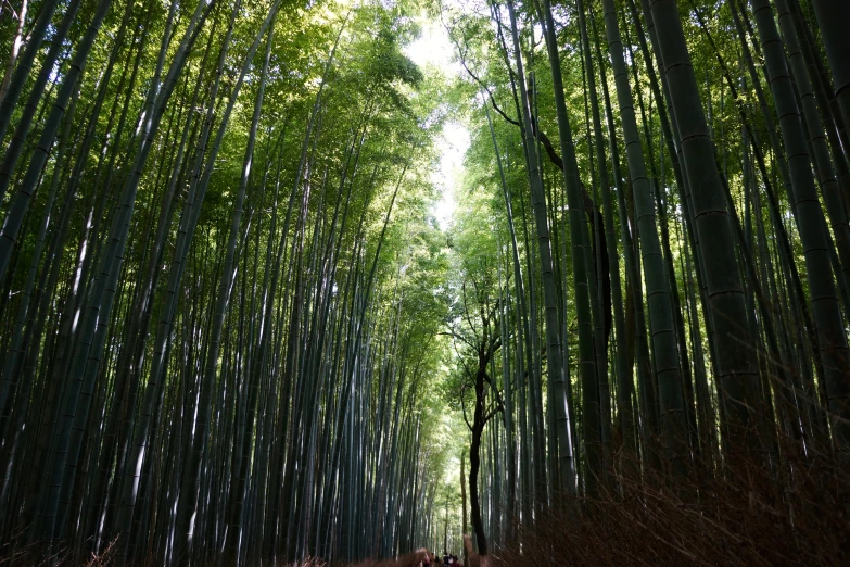 a road is through tall green trees with sunlight on them