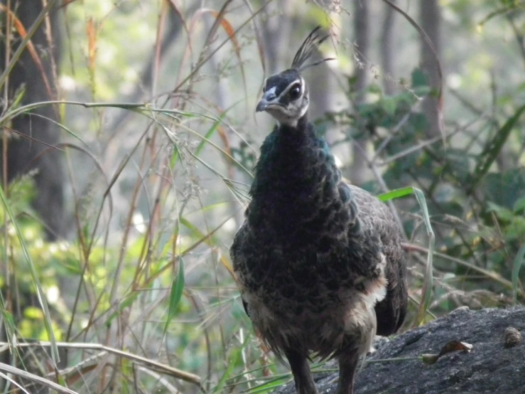 a bird is standing in the middle of grass