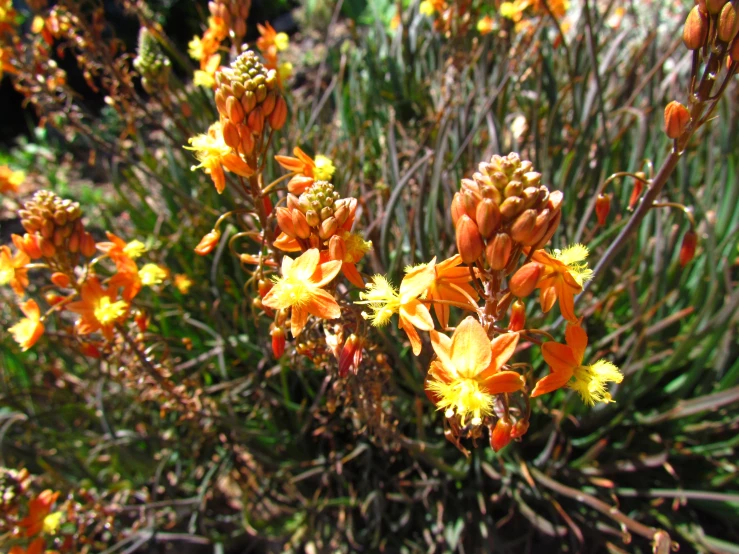 a small cactus with yellow flowers on it