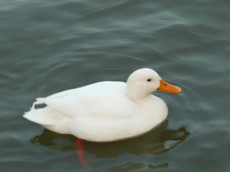 a white duck with a red beak swims through a body of water
