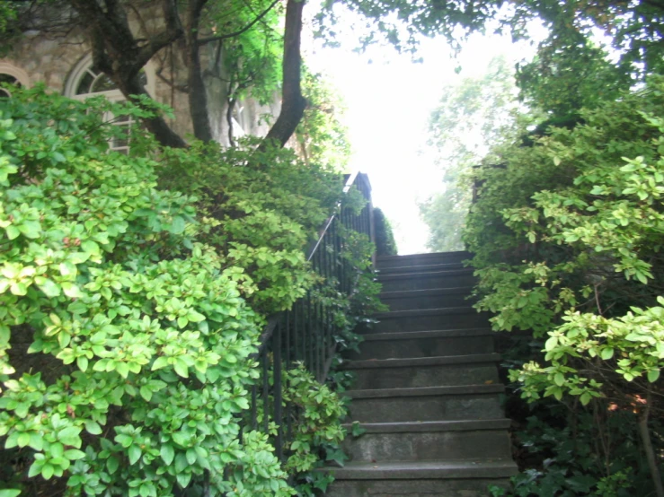 stairs with green leaves are leading to a building