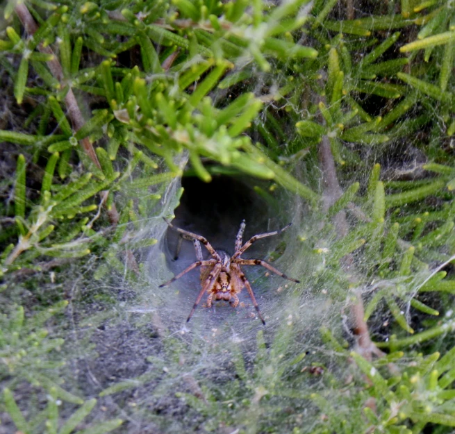 a very big brown spider in its web