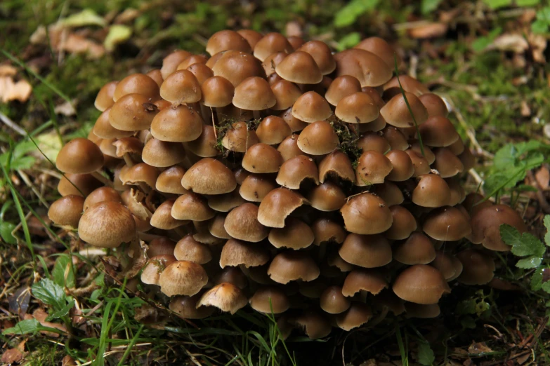 small mushroom like structure sitting in the grass