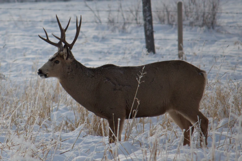 a deer standing in snow and shrubs next to a fence