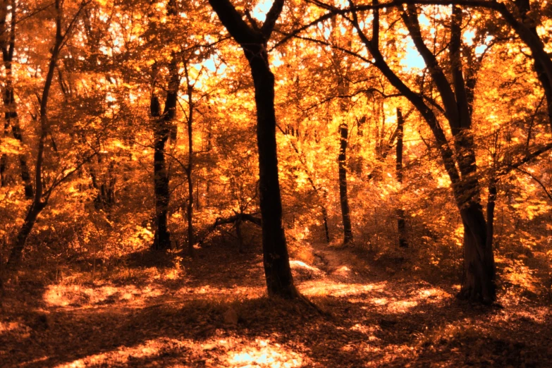 an area with trees covered in many yellow leaves