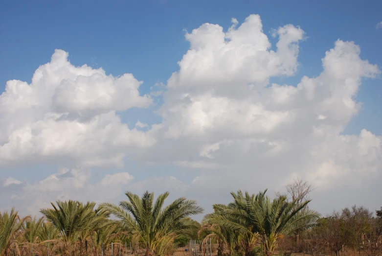 some clouds that are above trees in the middle of the field