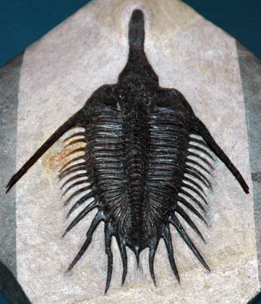 a black tick - like creature is on a rock