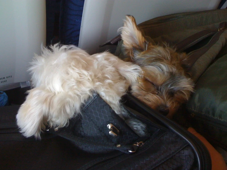 the small dog has its head on a piece of luggage