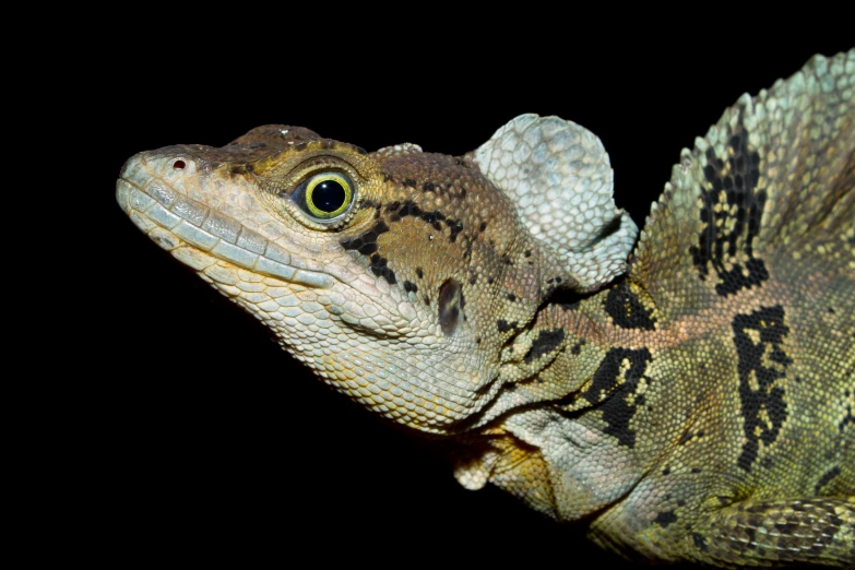 a lizard looking down and very large with large round eyes