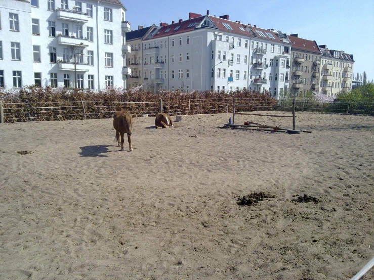 a cow standing next to a fence in a sandy area