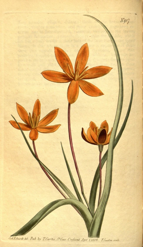 an old painting of two orange flowers