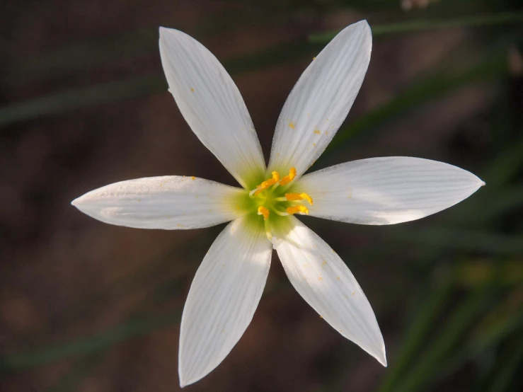 a white flower with yellow stamens sits in the center of a po