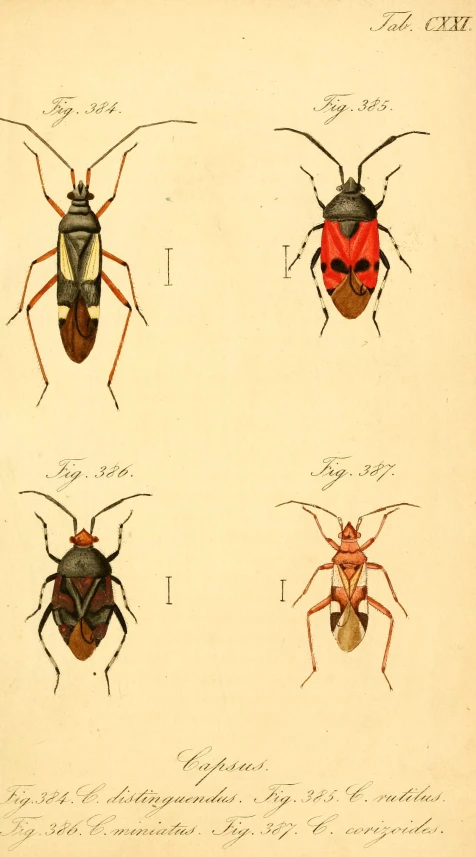 four insect illustrations showing the four bugs with different colors