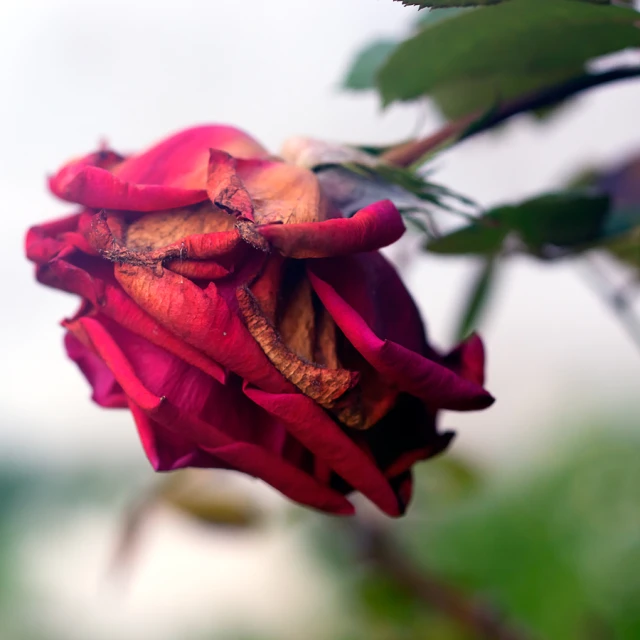 a budding red rose is shown against the blue sky