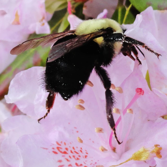 a large bee is hovering in between pink flowers