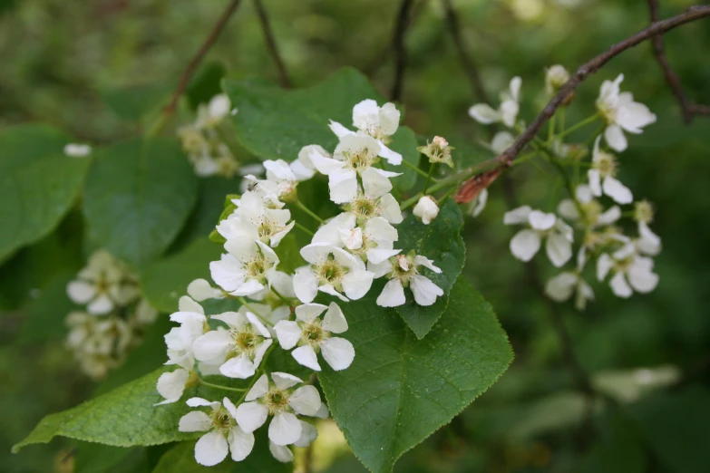 a close - up of some flowers on a nch in front of green leaves