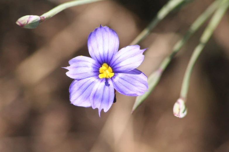 the bright purple flower is blooming on the plant