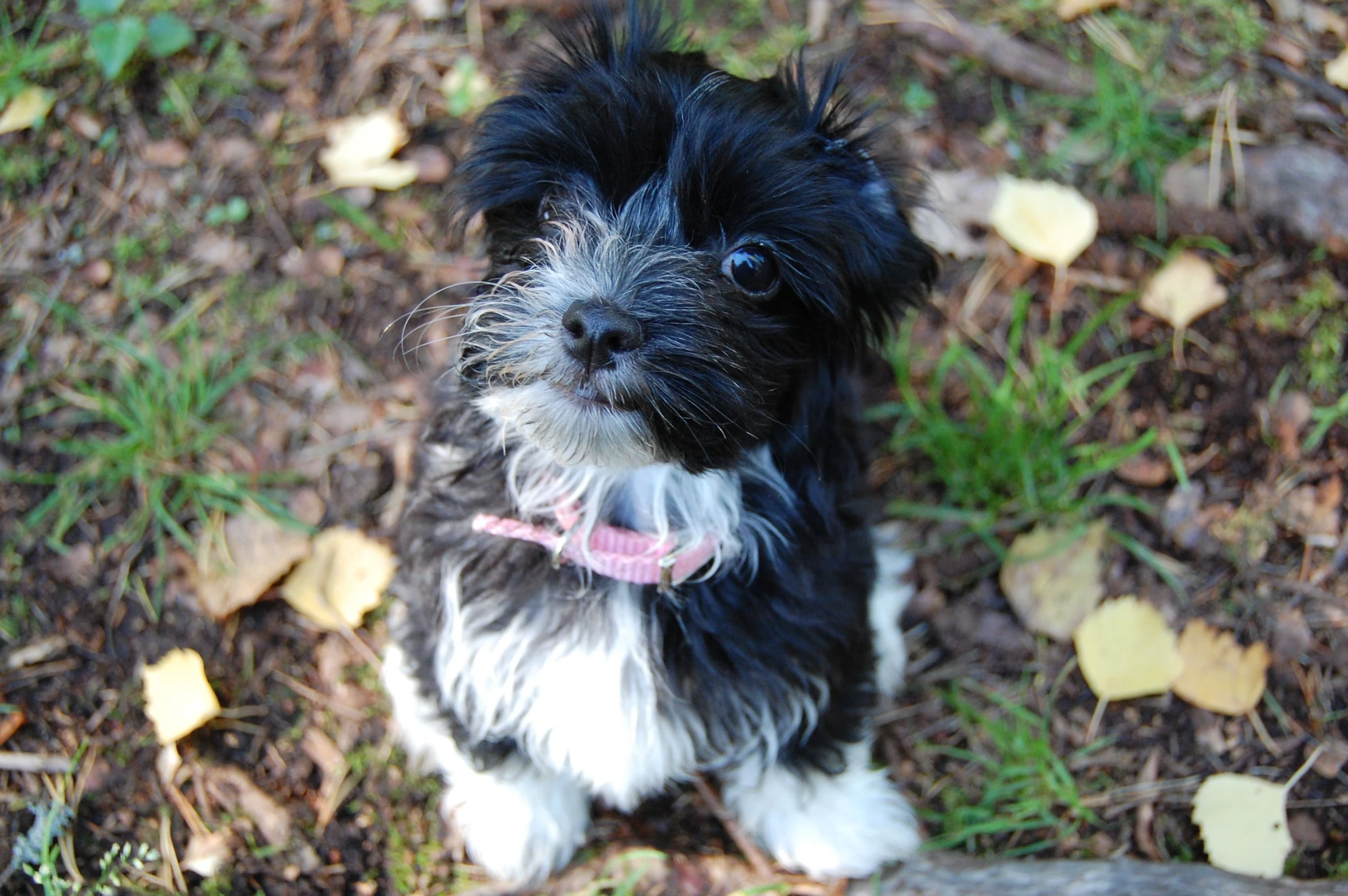 a small dog with a black and white face