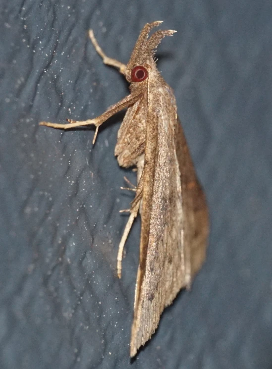 a small, brown bug sits on top of blue fabric