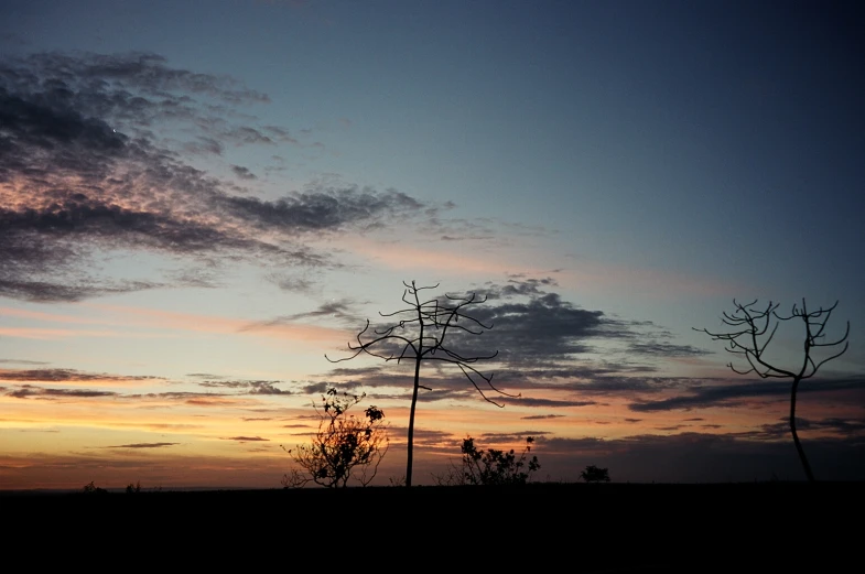 some trees and bushes with sunset in the background