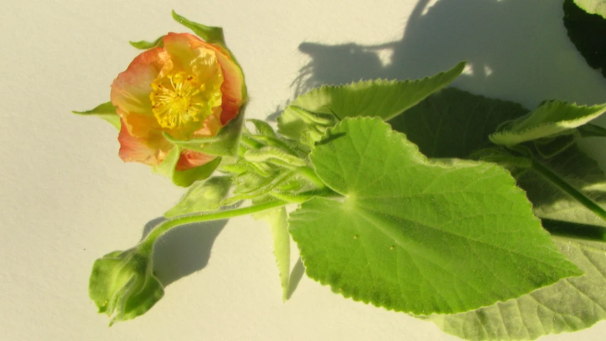 a bright yellow flower sits in the center of leaves