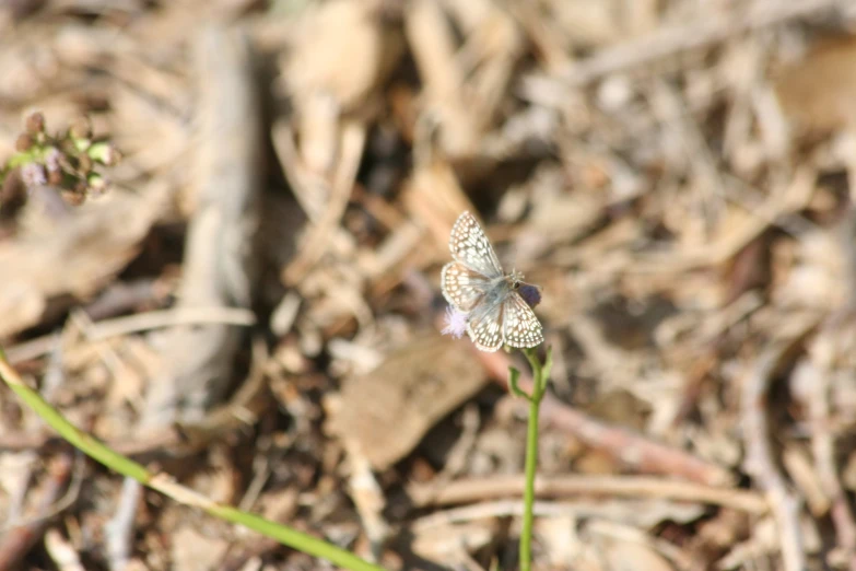 small flower in the dirt on a sunny day