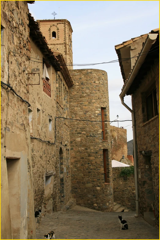 two small cats laying in an alley next to buildings