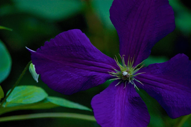 a close up view of a flower that is purple