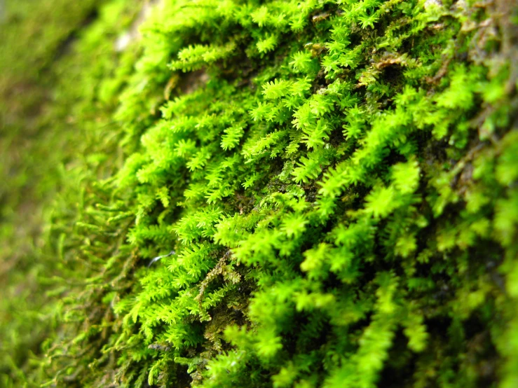 the mossy surface is lush green with tiny white dots