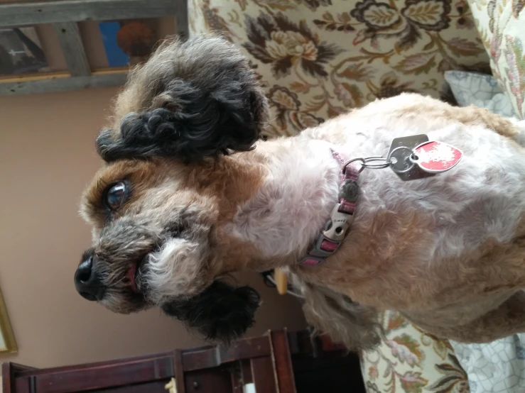 a fluffy black and white dog sitting on top of a couch