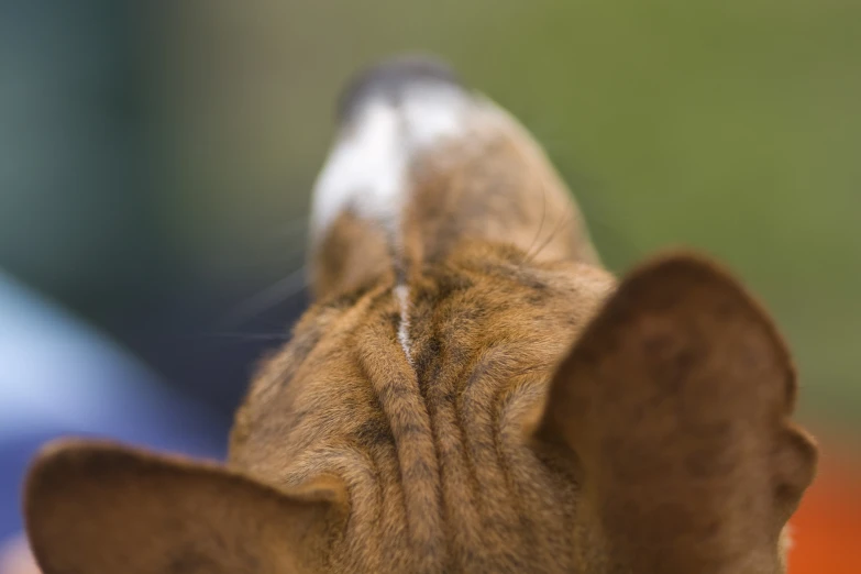 the head and shoulders of a cat with its head in the air