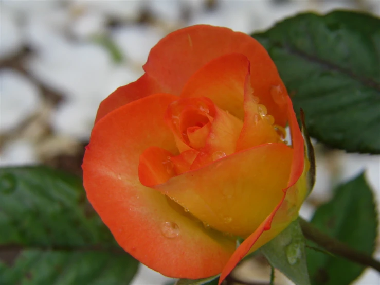 an orange rose that is in the middle of its flower