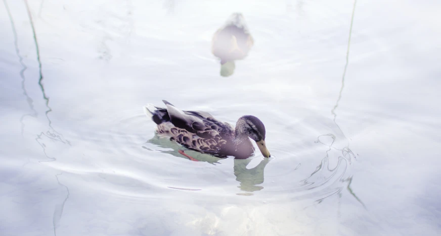 a bird that is swimming in some water