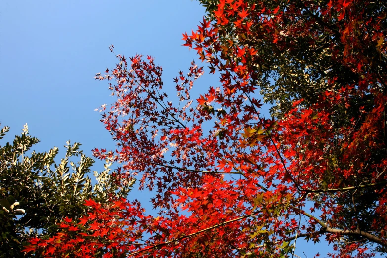 a tree that is showing the red leaves