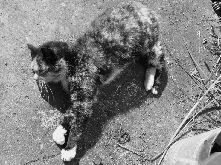 a black and white image of a cat looking down