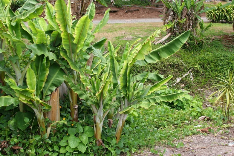 large tropical plants in green vegetation by a path