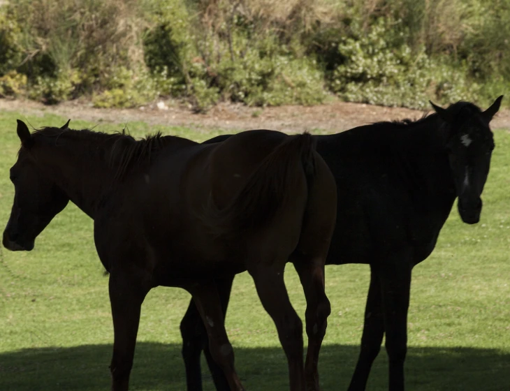 two horses are standing side by side